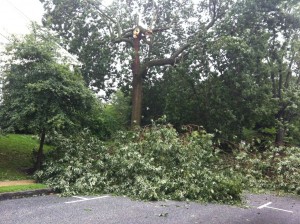 Tree down by the "tot lot" on 3rd Street by Borough Municipal Center