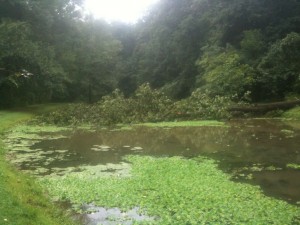 Glen Providence park's "frog pond" with a downed tree